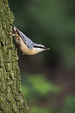 Image. Eurasian Nuthatch