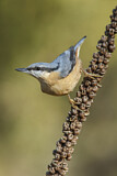 Image. Eurasian Nuthatch