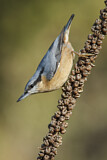 Image. Eurasian Nuthatch