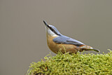 Image. Eurasian Nuthatch