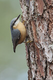 Image. Eurasian Nuthatch