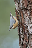 Image. Eurasian Nuthatch