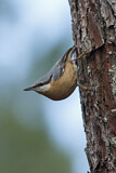 Image. Eurasian Nuthatch