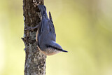 Image. Eurasian Nuthatch
