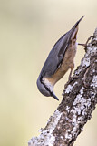 Image. Eurasian Nuthatch