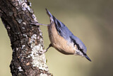 Image. Eurasian Nuthatch