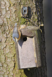 Image. Eurasian Nuthatch