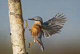 Image. Eurasian Nuthatch