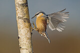 Image. Eurasian Nuthatch