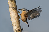Image. Eurasian Nuthatch