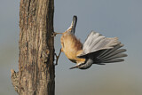Image. Eurasian Nuthatch