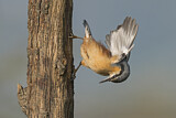 Image. Eurasian Nuthatch