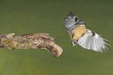 Image. Eurasian Nuthatch
