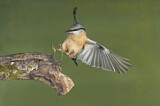 Image. Eurasian Nuthatch