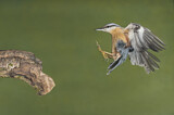 Image. Eurasian Nuthatch