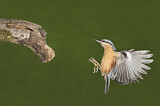 Image. Eurasian Nuthatch