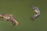 Image. Eurasian Nuthatch