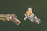 Image. Eurasian Nuthatch