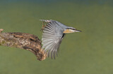 Image. Eurasian Nuthatch