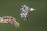 Image. Eurasian Nuthatch
