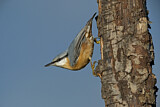 Image. Eurasian Nuthatch