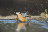 Image. Eurasian Nuthatch