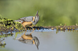 Image. Eurasian Nuthatch