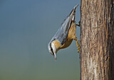 Image. Eurasian Nuthatch