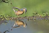 Image. Eurasian Nuthatch