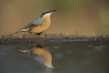 Image. Eurasian Nuthatch