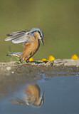 Image. Eurasian Nuthatch