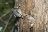 Image. Eurasian Nuthatch