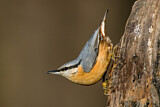 Image. Eurasian Nuthatch