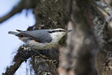 Image. Eurasian Nuthatch