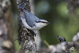 Image. Eurasian Nuthatch