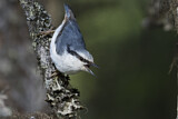 Image. Eurasian Nuthatch