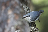 Image. Eurasian Nuthatch