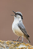 Image. Eurasian Nuthatch