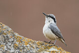 Image. Eurasian Nuthatch