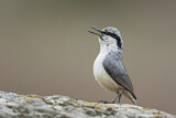 Image. Eurasian Nuthatch