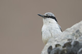 Image. Eurasian Nuthatch