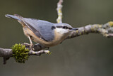 Image. Eurasian Nuthatch