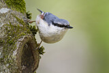 Image. Eurasian Nuthatch