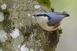 Image. Eurasian Nuthatch