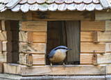 Image. Eurasian Nuthatch