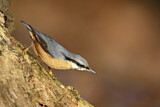Image. Eurasian Nuthatch