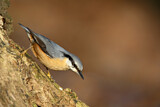 Image. Eurasian Nuthatch