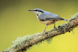 Image. Eurasian Nuthatch