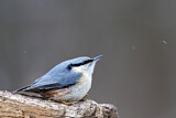 Image. Eurasian Nuthatch