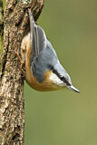 Image. Eurasian Nuthatch